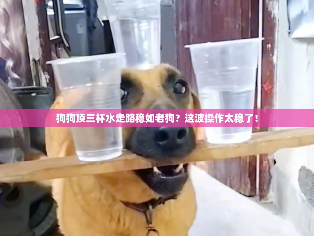 狗狗顶三杯水走路照样稳稳当当