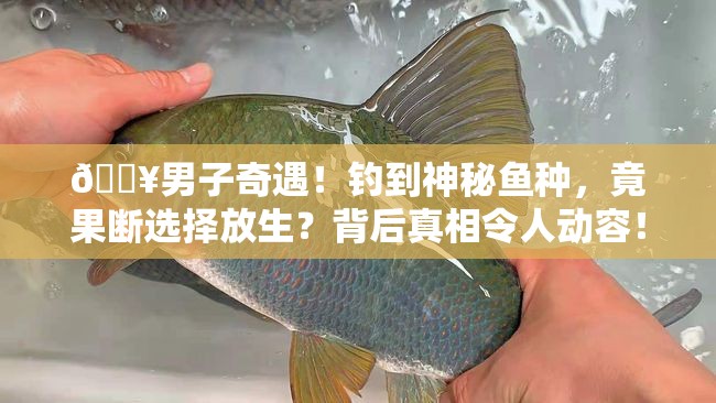 🔥男子奇遇！钓到神秘鱼种，竟果断选择放生？背后真相令人动容！🎣