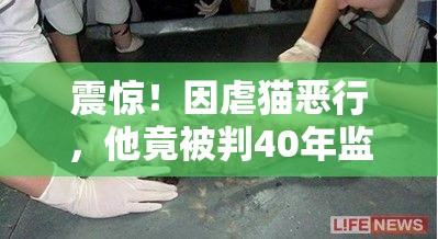 震惊！因虐猫恶行，他竟被判40年监禁？！背后真相令人发指