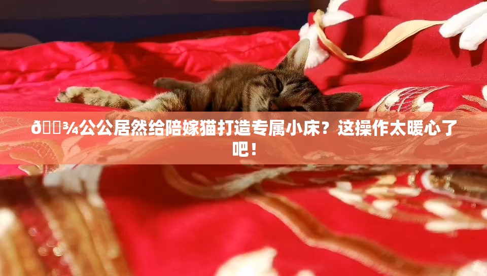 🐾公公居然给陪嫁猫打造专属小床？这操作太暖心了吧！